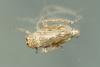 Euscelidius variegatus